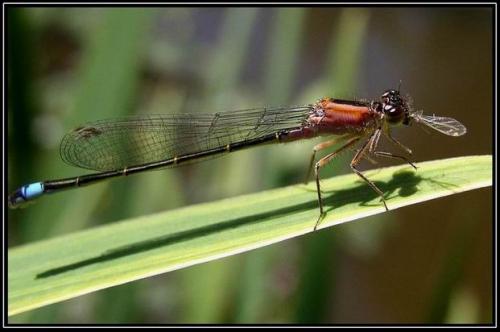 Ischnura elegans