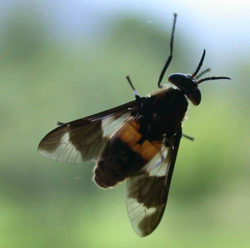 Chrysops sp.
