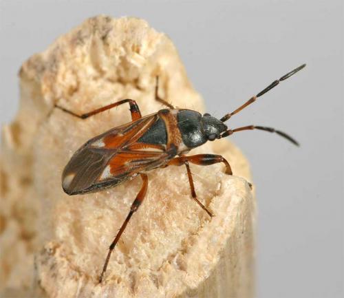 Raglius alboacuminatus