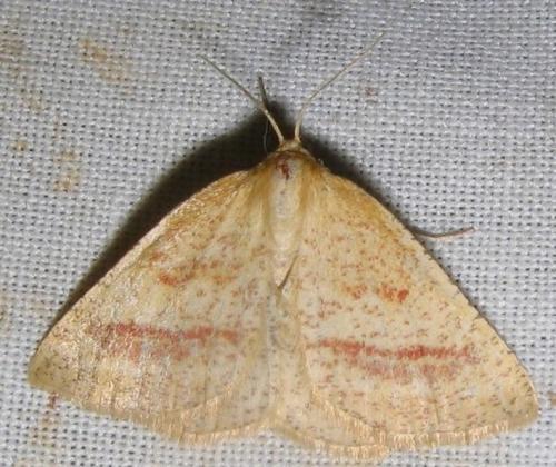 Aplasta ononaria