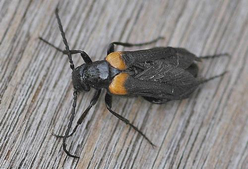 Réf. 13 211 : Sitaris muralis