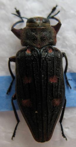 Réf. 13 647 : Chrysobothris chrysostigma