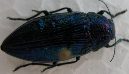 Buprestis rustica