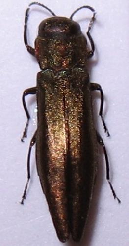 Agrilus sp.