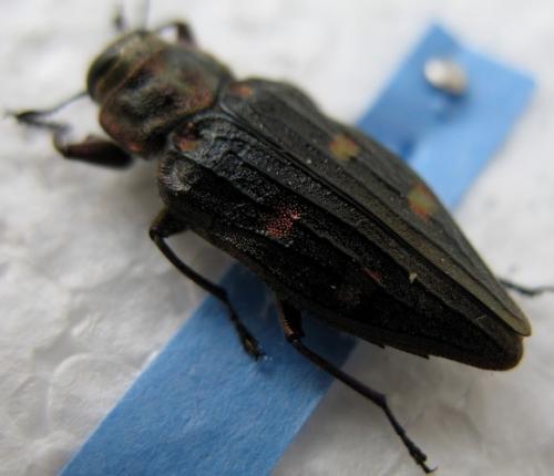 Réf. 13 648 : Chrysobothris chrysostigma