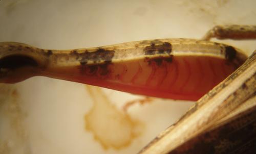 Calliptamus italicus