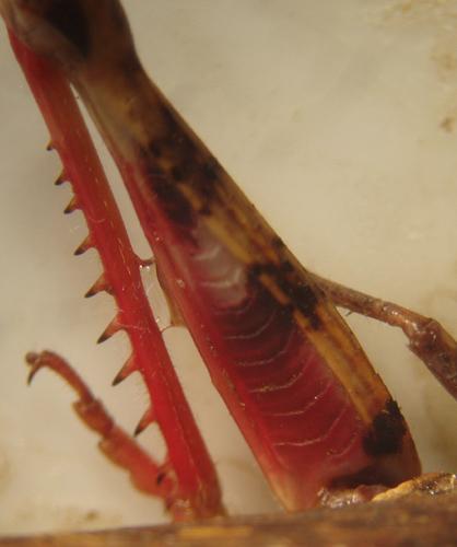 Calliptamus italicus