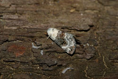 Réf. 13 708 : Eublemma scitula