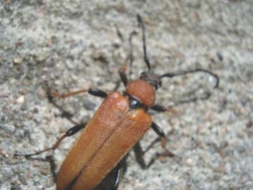 Stictoleptura rubra