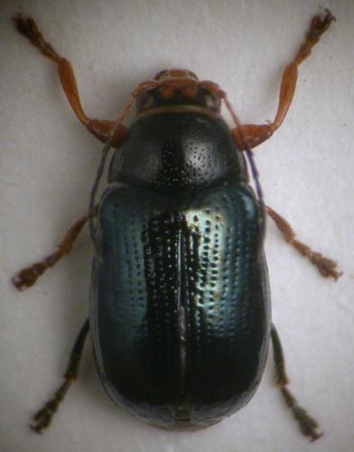 Réf. 13 849 : Cryptocephalus punctiger