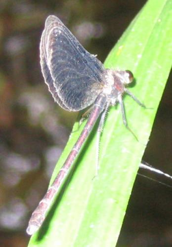 Calopteryx haemorrhoidalis