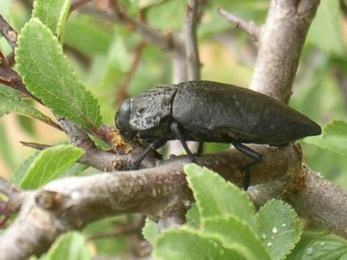 Capnodis tenebrionis