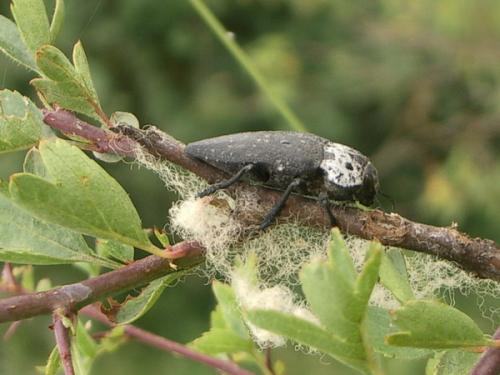 Réf. 13 454 : Capnodis tenebrionis