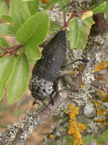 Réf. 13 453 : Capnodis tenebrionis