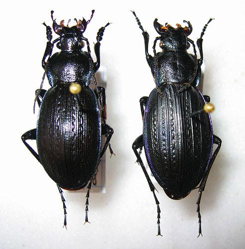 Carabus monilis