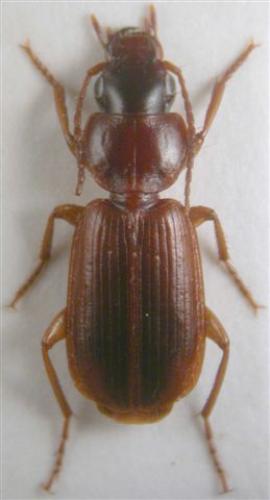 Réf. 13 542 : Pseudomasoreus canigoulensis