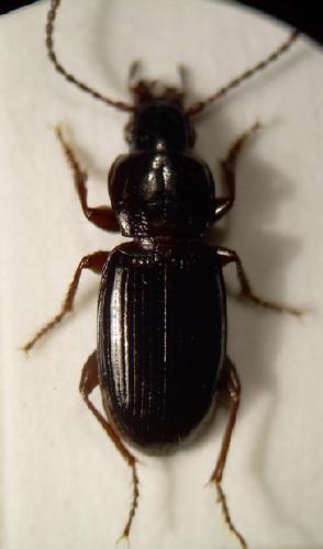 Réf. 13 200 : Pterostichus strenuus