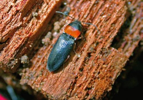 Cardiophorus anticus