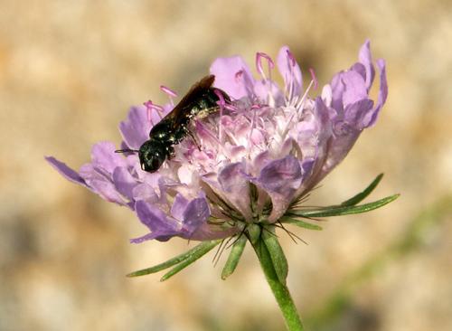 Ceratina sp.
