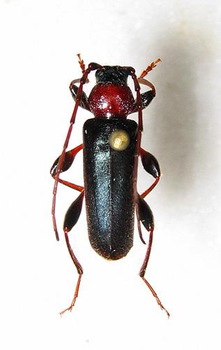 Réf. 13 202 : Phymatodes testaceus