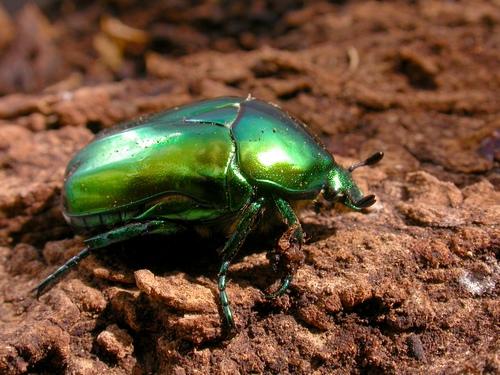 Réf. 13 128 : Cetonischema speciosissima