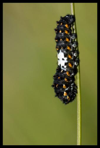 Papilio machaon