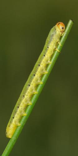 Dolerus sp.