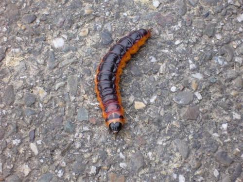 Cossus cossus
