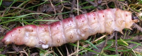 Cossus cossus