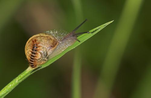 Drilus flavescens