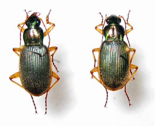 Réf. 13 771 : Chlaenius velutinus