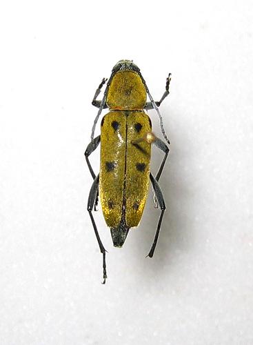 Chlorophorus glabromaculatus