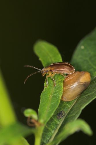 Réf. 13 710 : Galerucella sp.