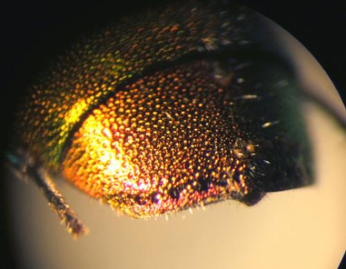 Chrysura refulgens