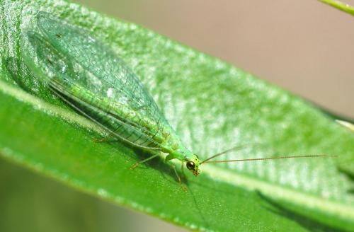 Chrysopa formosa