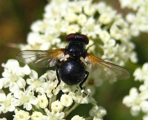 Réf. 13 751 : Cistogaster globosa