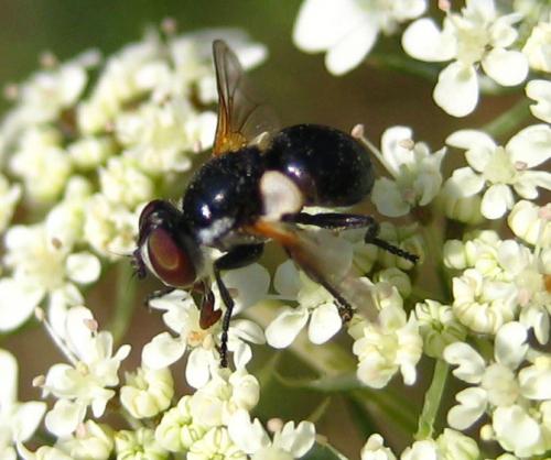 Réf. 13 752 : Cistogaster globosa