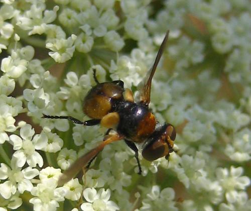 Réf. 13 753 : Cistogaster globosa