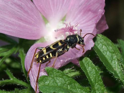 Xylotrechus arvicola