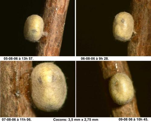Chrysoperla sp.