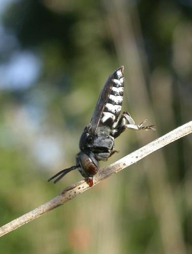Réf. 13 512 : Coelioxys afra