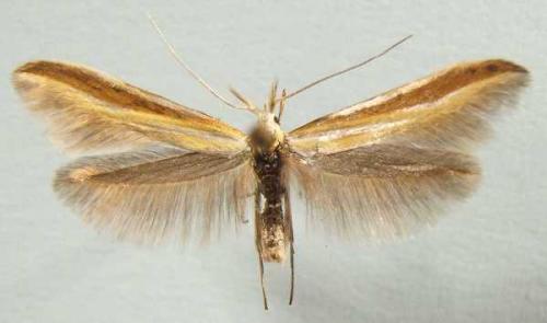 Réf. 13 308 : Coleophora sp.