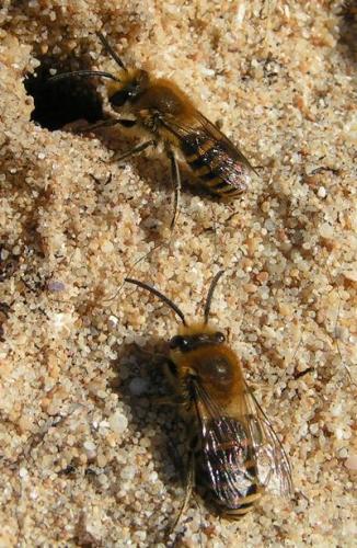 Colletes hederae