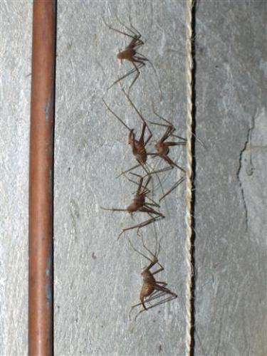 Dolichopoda sp.
