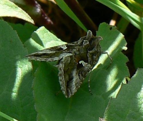 Réf. 13 822 : Autographa gamma