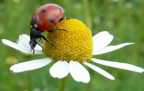 Réf. 13 821 : Coccinella septempunctata