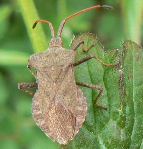 Réf. 13 820 : Coreus marginatus