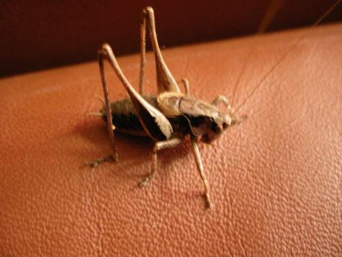 Pholidoptera griseoaptera