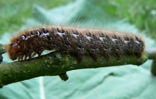 Lasiocampa quercus