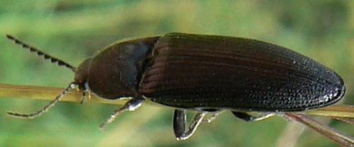 Melanotus sp.